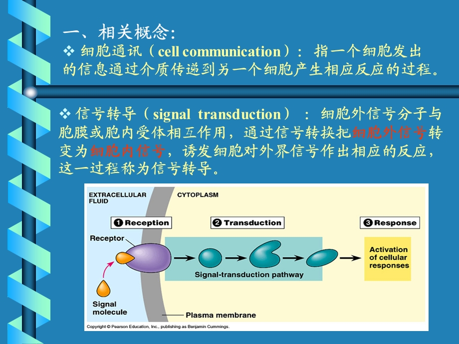 [信息与通信]信号转导.ppt_第2页