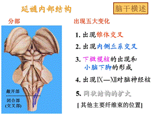 《脑干重点断面》PPT课件.ppt