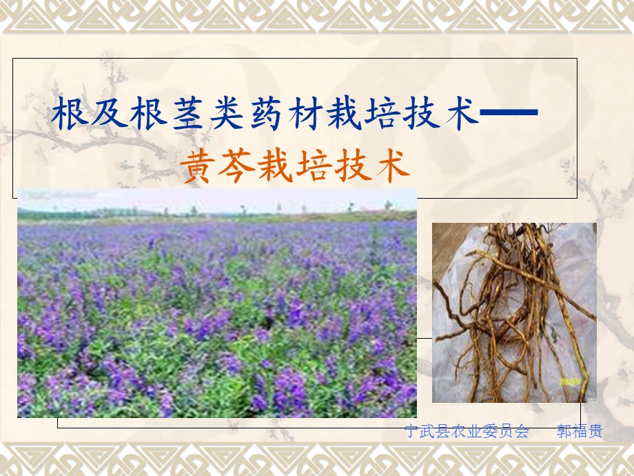 《黄芩的栽培技术》PPT课件.ppt_第1页