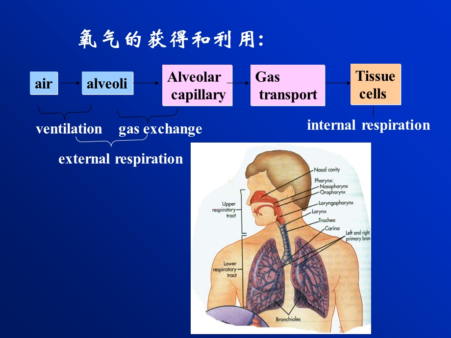 《血液气体监测》PPT课件.ppt_第2页