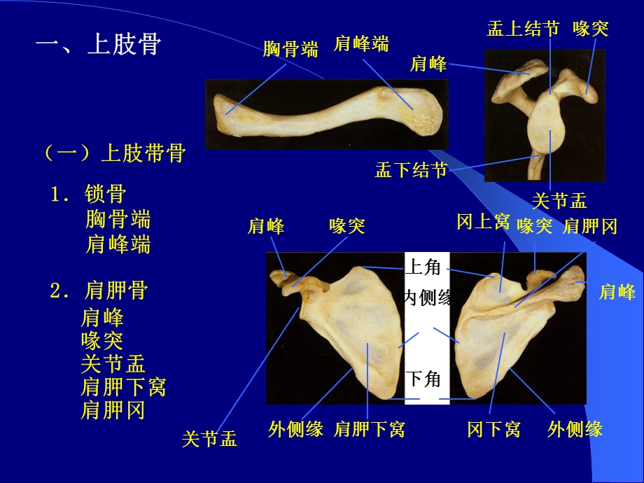 《各骨及骨连接》PPT课件.ppt_第1页