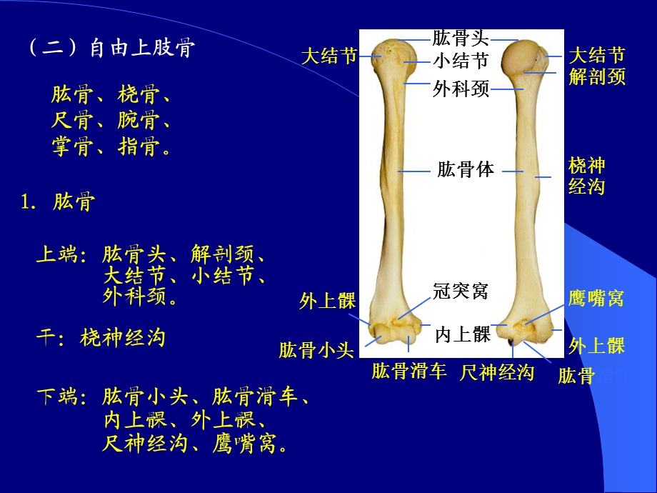 《各骨及骨连接》PPT课件.ppt_第2页