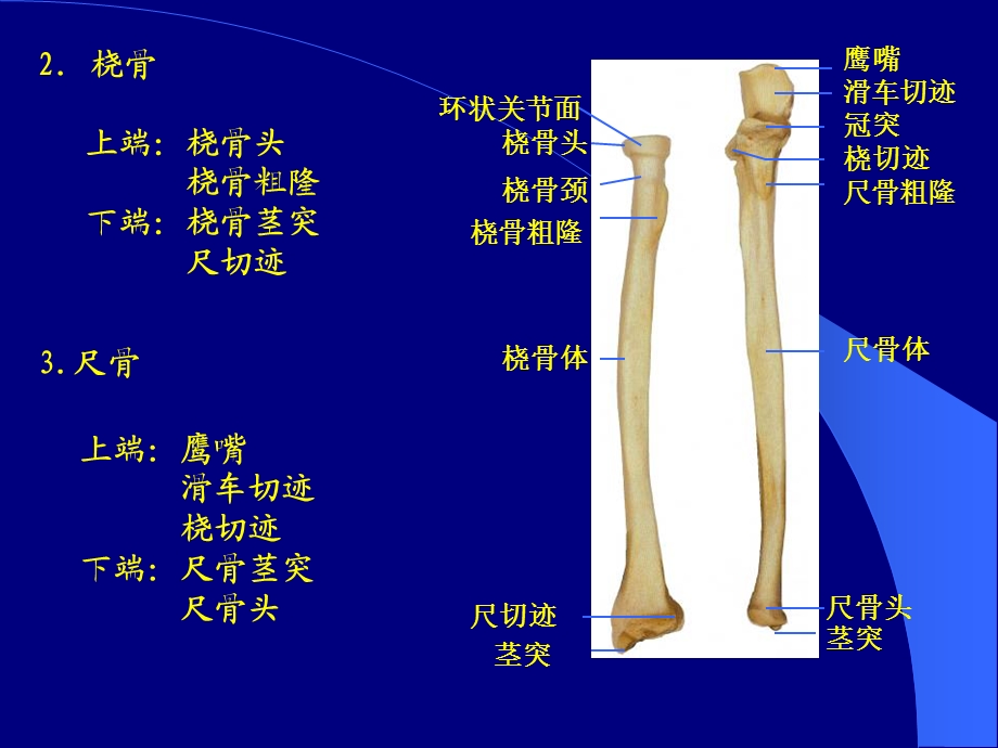 《各骨及骨连接》PPT课件.ppt_第3页