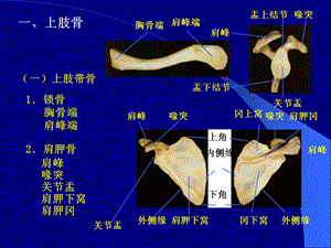 《各骨及骨连接》PPT课件.ppt