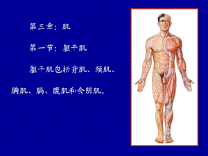 《解剖学：骨骼肌》PPT课件.ppt