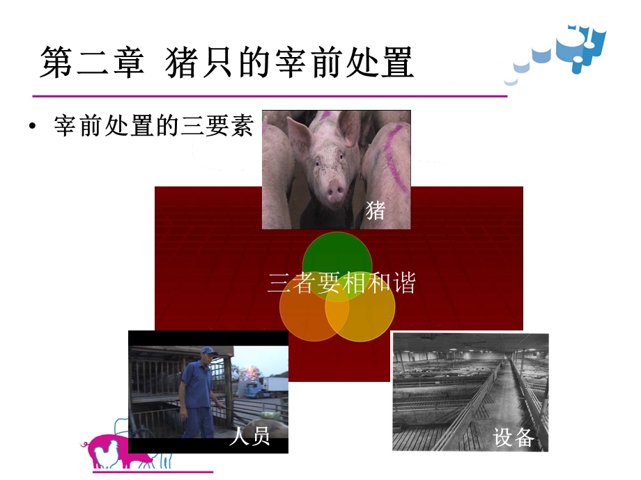 猪只的宰前处置.ppt_第1页