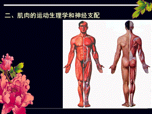 《运动解剖概述》PPT课件.ppt