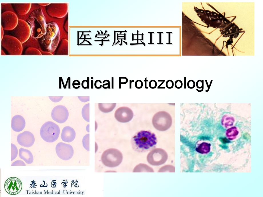 医学原虫3本科.ppt_第2页