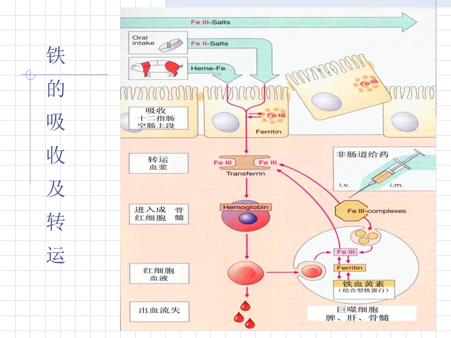 《血液系统药理》PPT课件.ppt_第3页