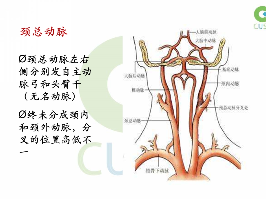 《颈动脉超声检查》PPT课件.ppt_第3页