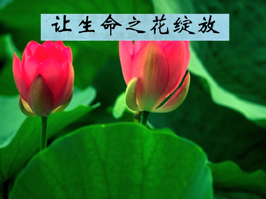 《让生命之花绽放》PPT课件.ppt_第1页