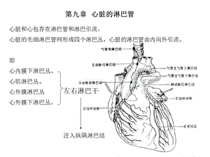 《心脏淋巴心包》PPT课件.ppt