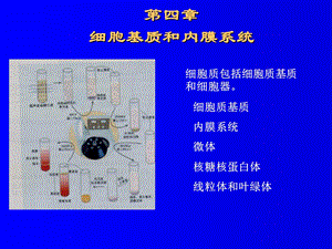 《基质和膜系统》PPT课件.ppt