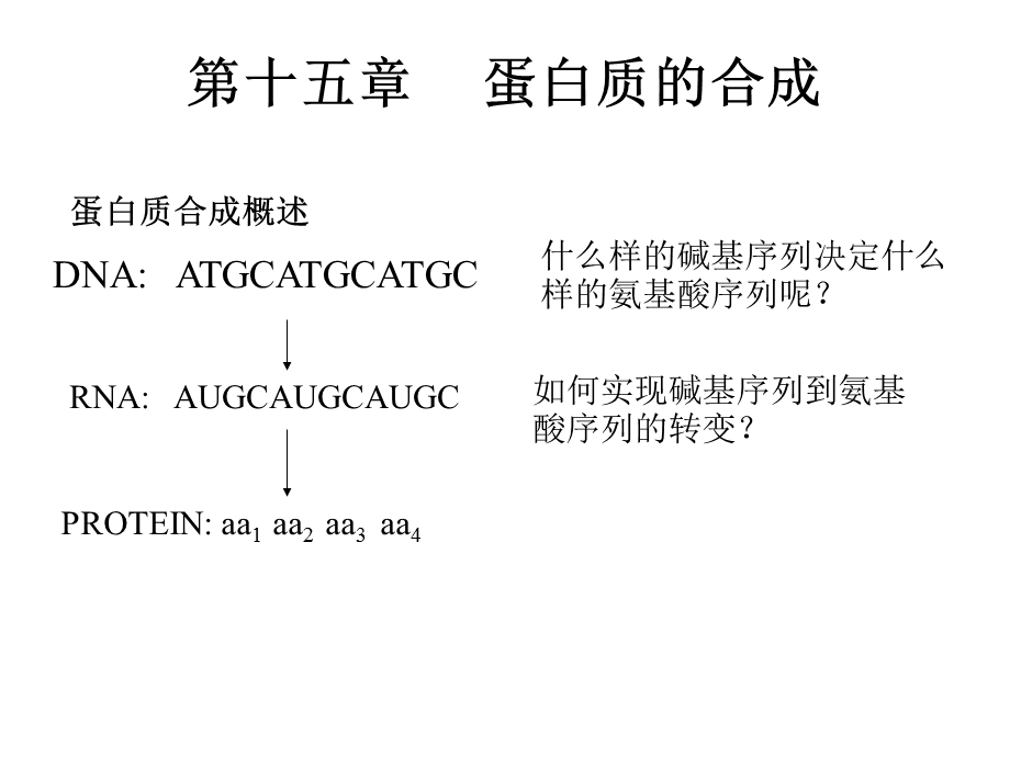 《蛋白质的合成》PPT课件.ppt_第1页