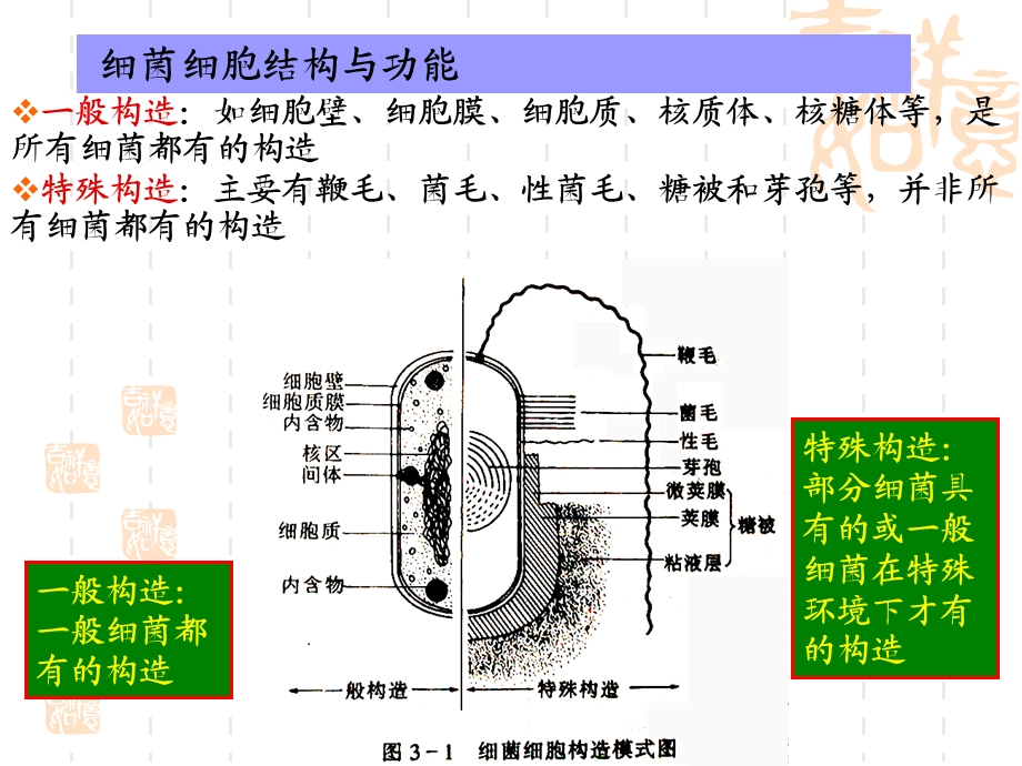 《遗传物质的基础》PPT课件.ppt_第3页