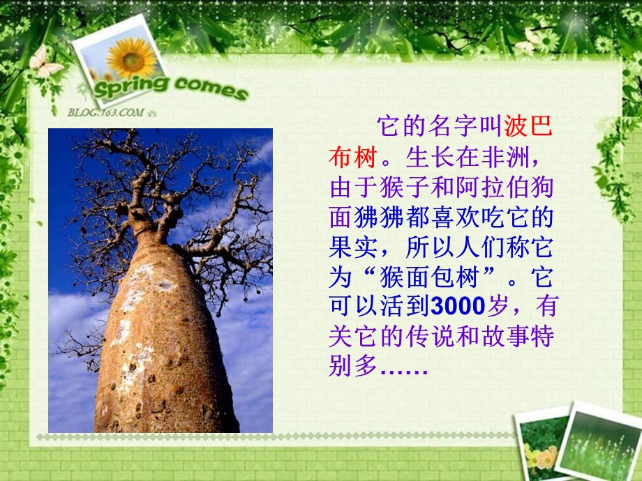 《奇特的动植物》PPT课件.ppt_第3页