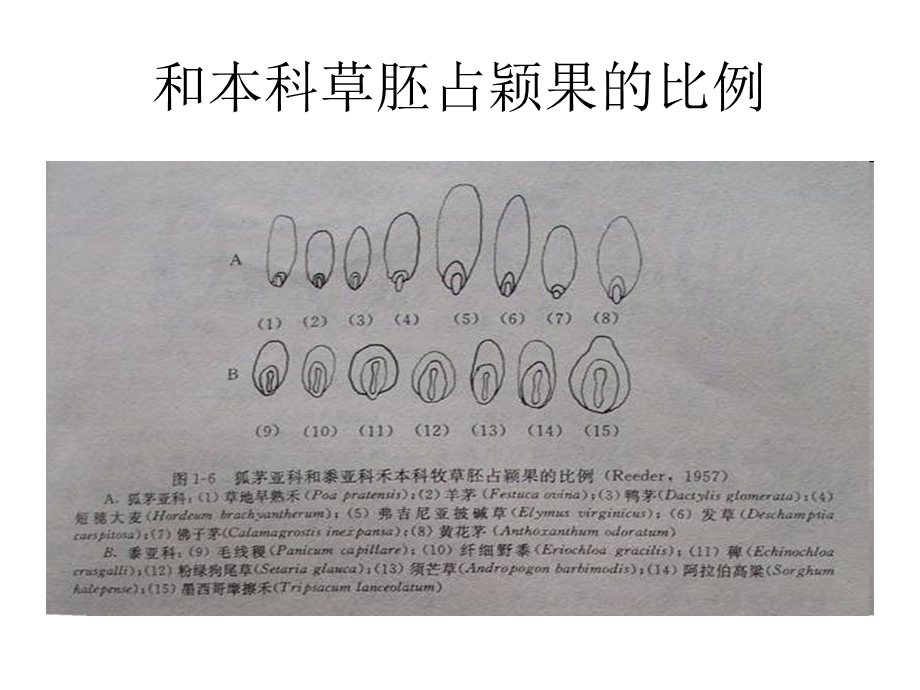 《草坪种子识别》PPT课件.ppt_第2页