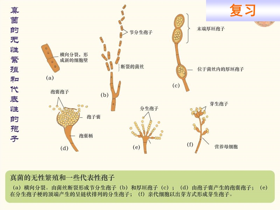 《高职工业微生物学》PPT课件.ppt_第2页