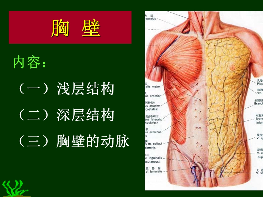 《胸部解剖图谱》PPT课件.ppt_第3页