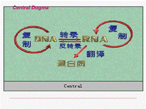 《蛋白质合成》PPT课件.ppt