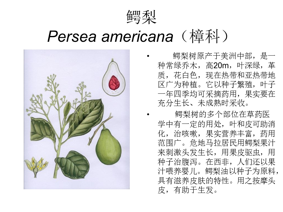 《芳香植物资源》PPT课件.ppt_第2页