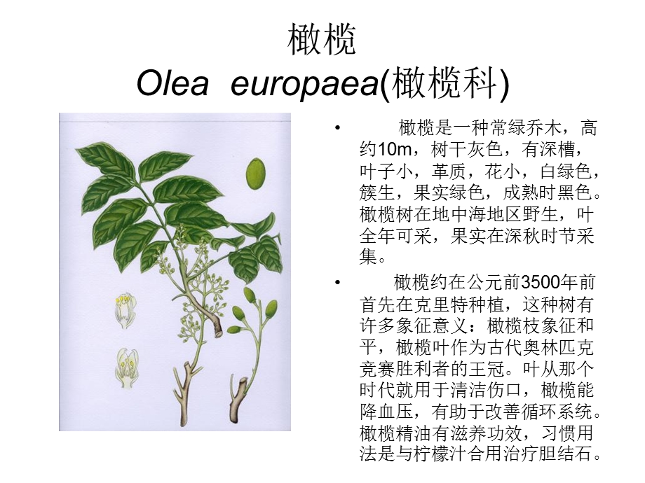 《芳香植物资源》PPT课件.ppt_第3页