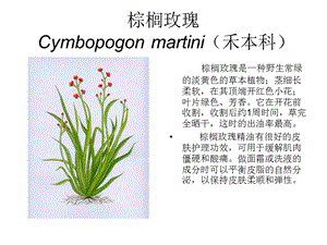 《芳香植物资源》PPT课件.ppt