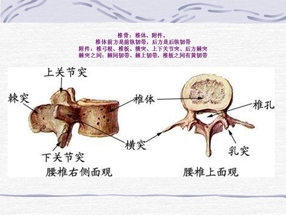 《骨盆骨折简单》PPT课件.ppt_第3页