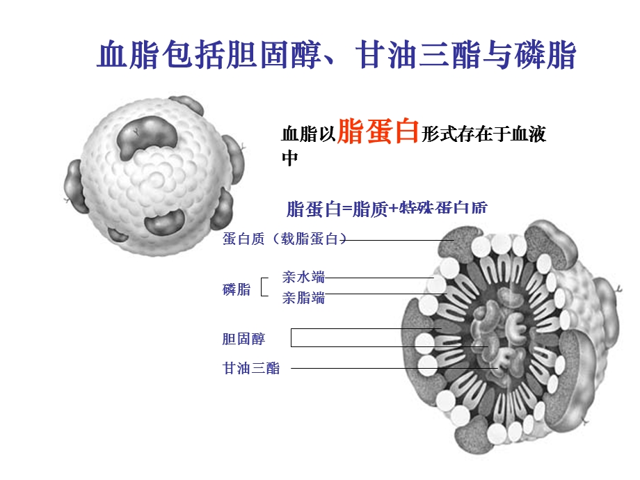 《血脂基础培训》PPT课件.ppt_第3页