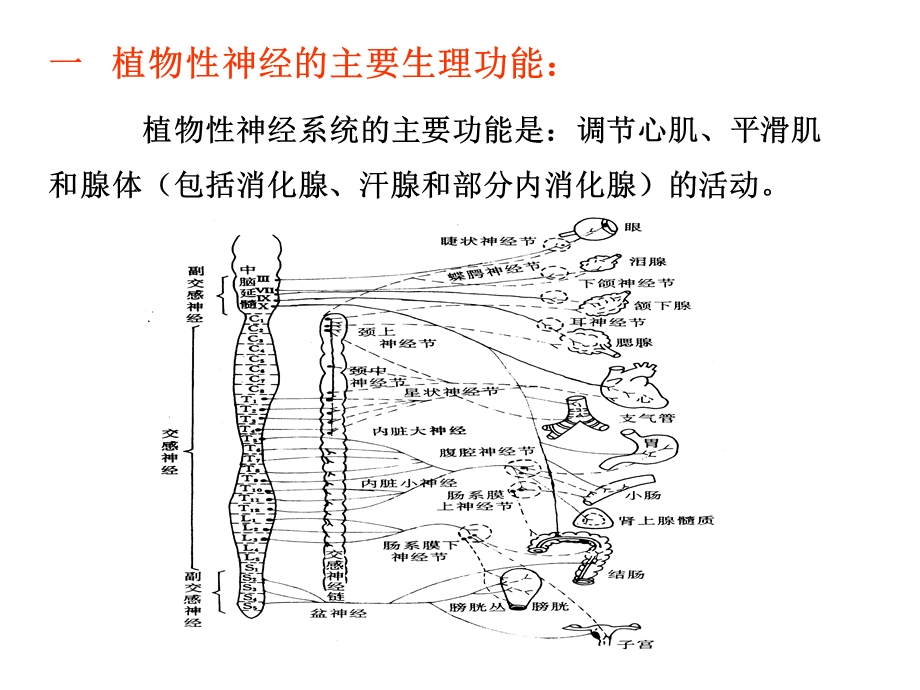 自主神经系统药理概论.ppt_第2页