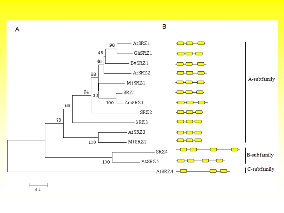 《生物信息进化》PPT课件.ppt_第3页