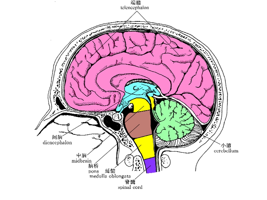 小脑、间脑 系统解剖学 课件.ppt_第3页