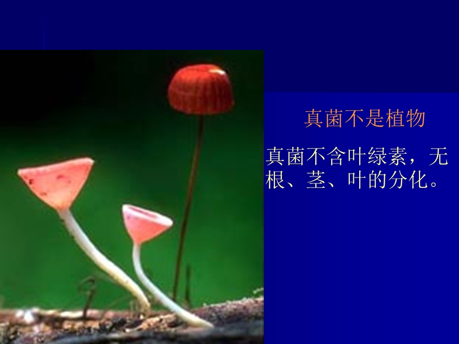 真菌Fungus课件.ppt_第3页