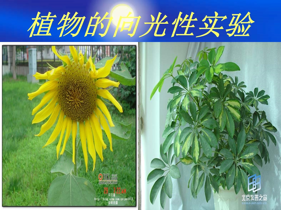 《植物向光性实验》PPT课件.ppt_第1页