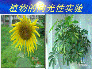 《植物向光性实验》PPT课件.ppt