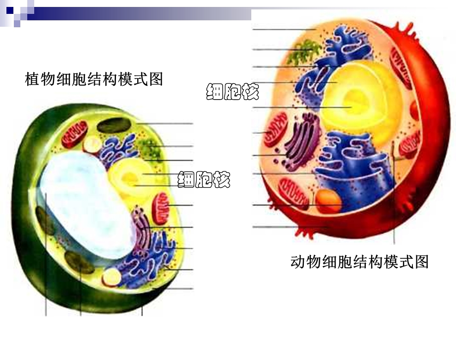 三3细胞核——系统的控制中心.ppt_第1页