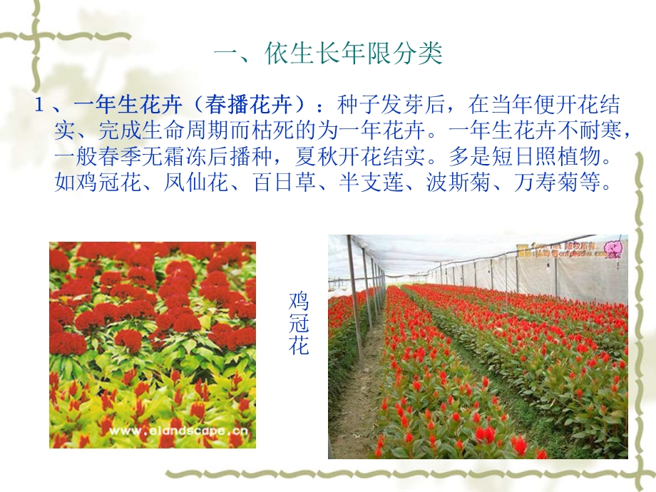 《花卉的分类》PPT课件.ppt_第3页