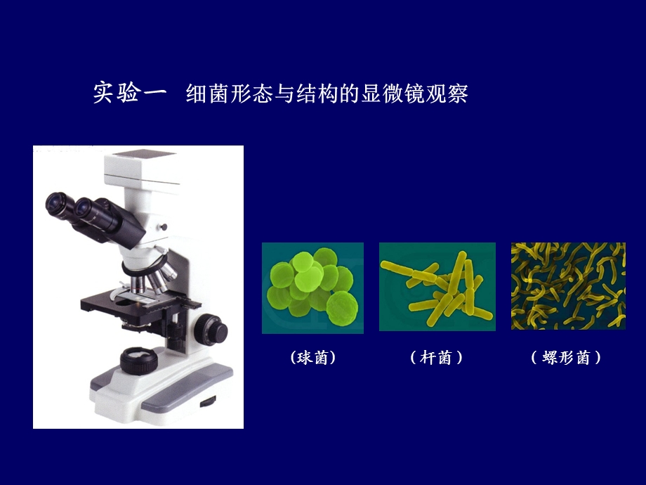 《细菌形态观察》PPT课件.ppt_第2页