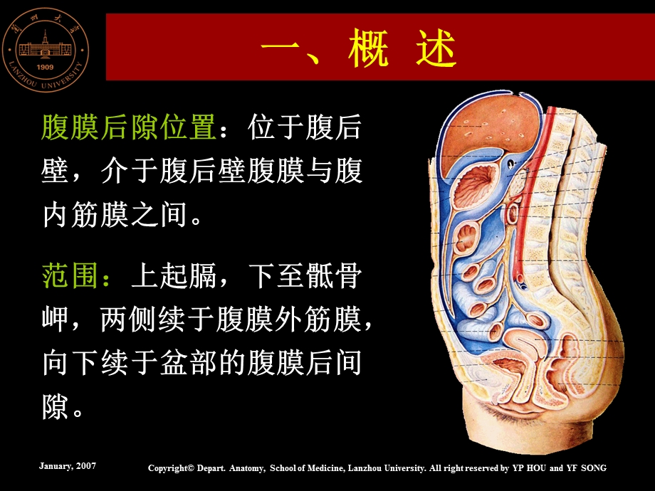 《腹膜后隙解剖》PPT课件.ppt_第2页