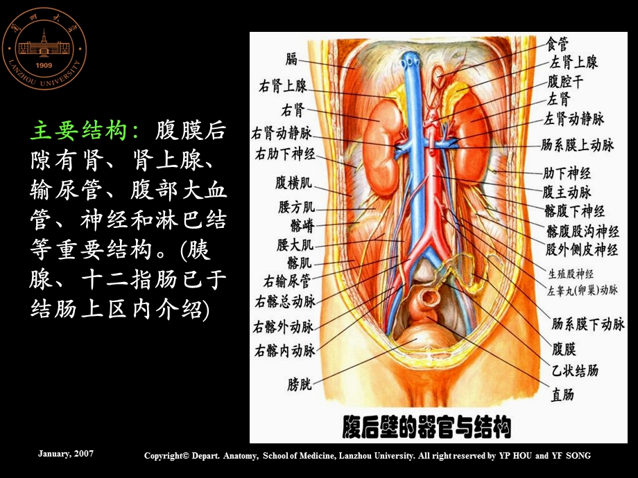 《腹膜后隙解剖》PPT课件.ppt_第3页