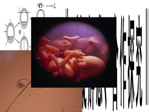 《xsl胚胎分割》PPT课件.ppt