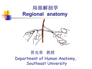 《脊柱区解剖》PPT课件.ppt