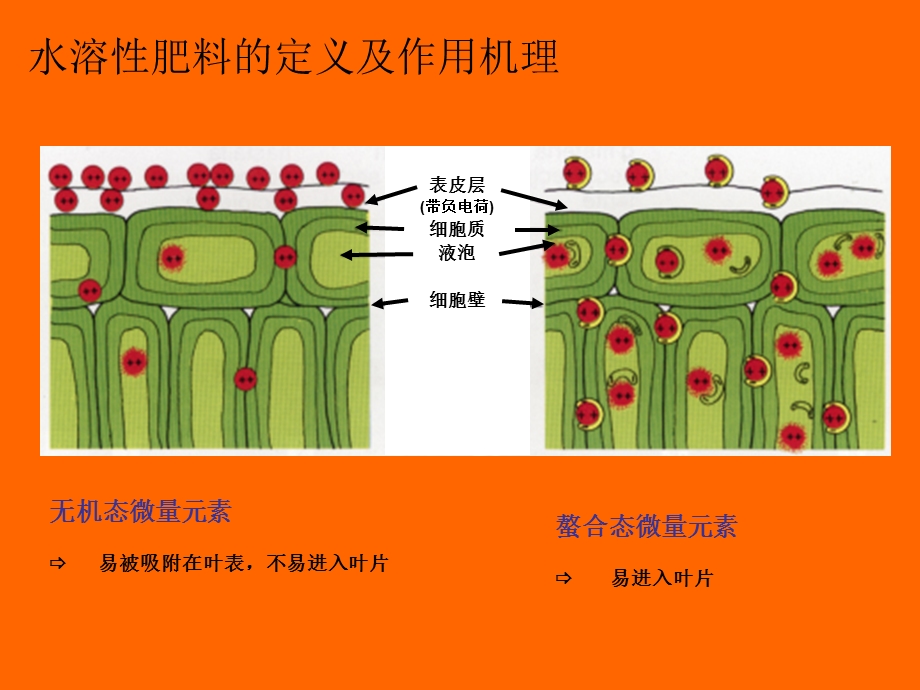 《植物营养知识》PPT课件.ppt_第2页