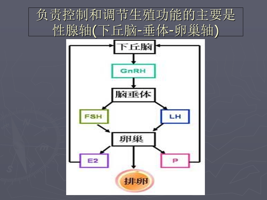 《辅助生殖常用药物》PPT课件.ppt_第2页