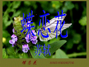 《苏轼蝶恋花》PPT课件.ppt