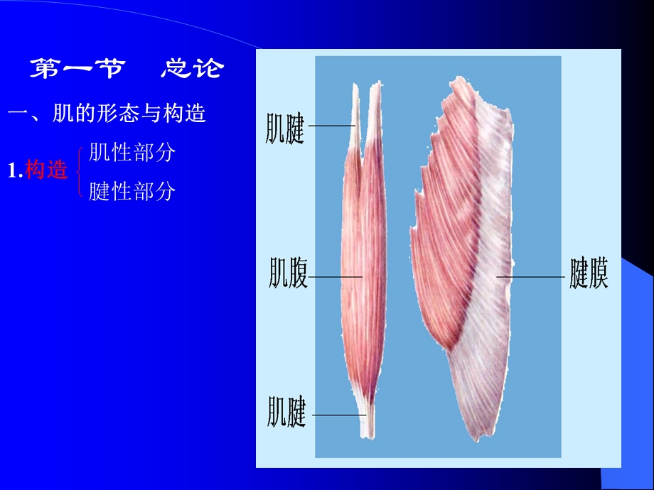 《肌学人体结构学》PPT课件.ppt_第2页