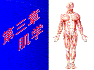 《肌学人体结构学》PPT课件.ppt