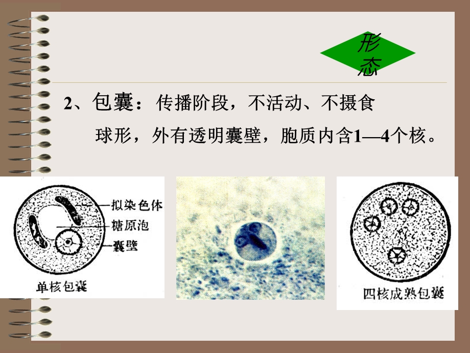 溶组织内阿米巴.ppt_第3页