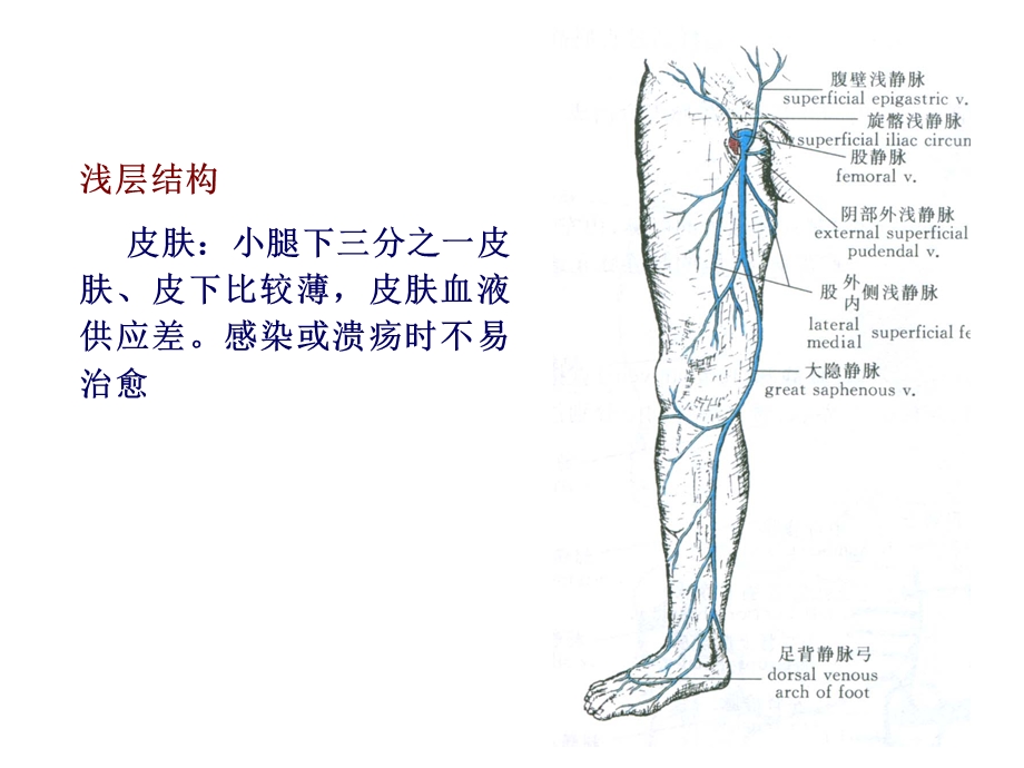 《足踝部解剖讲课》PPT课件.ppt_第3页