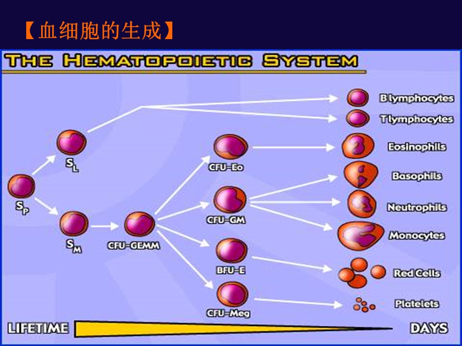 《贫血和白血病》PPT课件.ppt_第3页